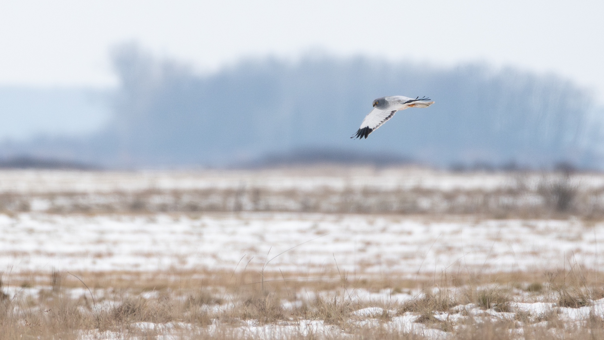 DSC_6754_Papp Csaba.jpg